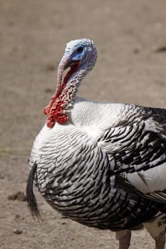 Cröllwitzer turkey (rooster)