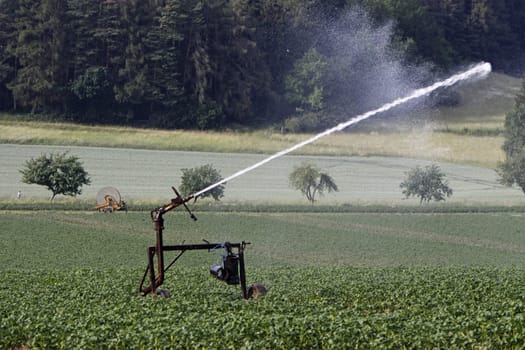 Watering a potato field