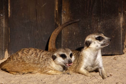 Meerkat