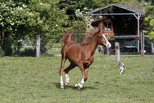 Galloping Arabian in a pasture