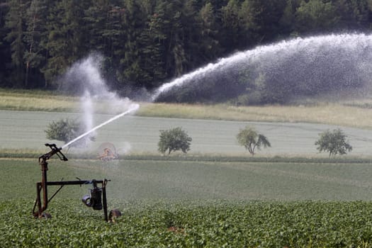 Watering a potato field