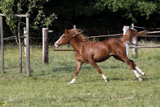 Galloping Arabian in a pasture