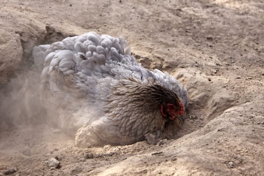 Brahma chicken in a sand bath