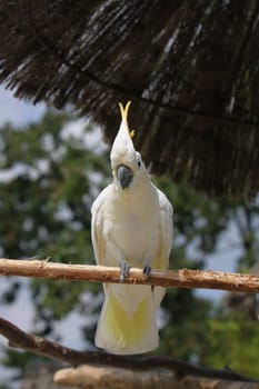 Yellow-crested cockatoo
