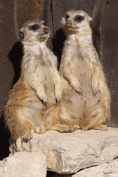 Meerkat