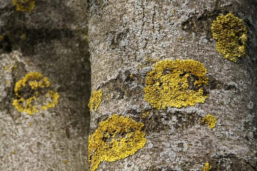 Common Yellow Lichen