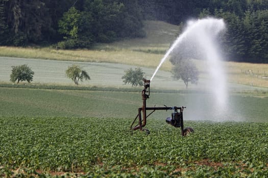 Watering a potato field