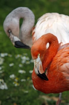 Pink Flamingo