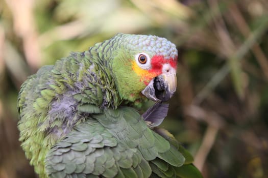 Yellow-cheeked amazon