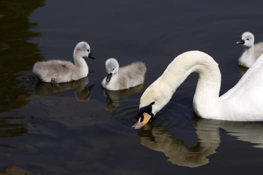 Mute swan with chicks