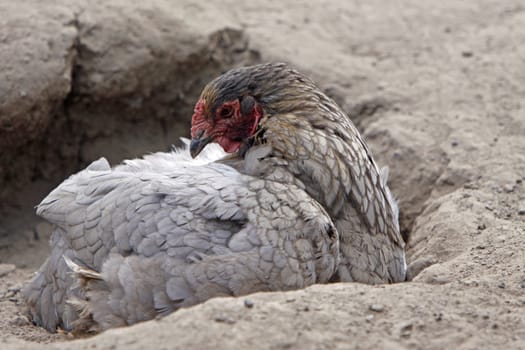 Brahma chicken in a sand bath