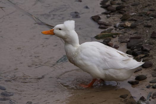 Crested Duck