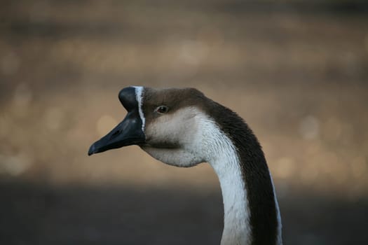 Mute geese