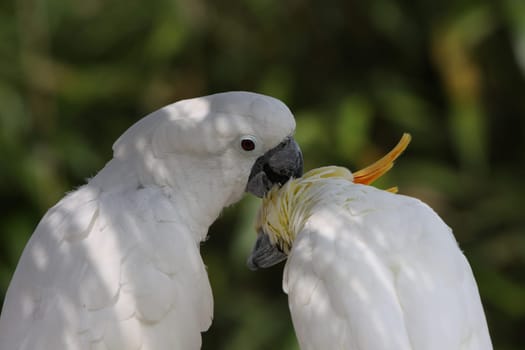 White-crested cockatoo and yellow-crested cockatoo