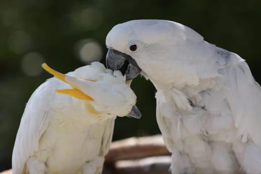 White-crested cockatoo and yellow-crested cockatoo
