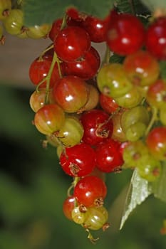 Currants