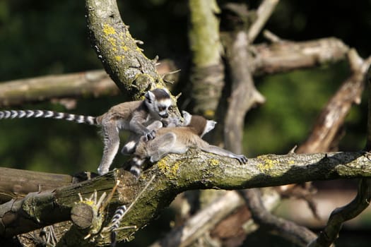 Ring-tailed lemur family