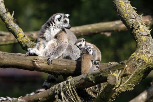 Ring-tailed lemur family