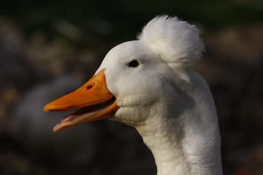 Crested Duck