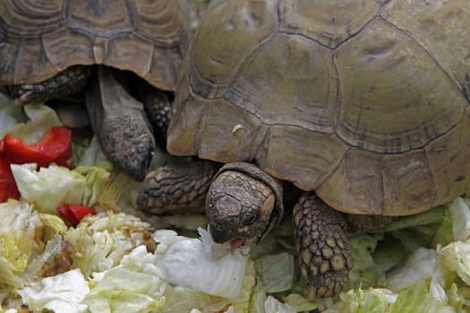 Greek tortoise