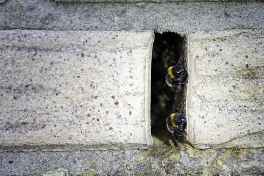 Bumblebees at a nest entrance in a wall