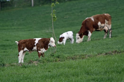 Happy cows
