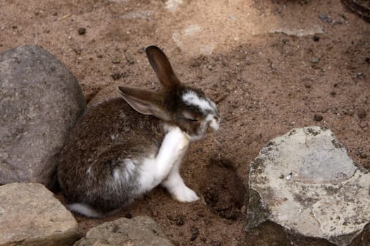 Rabbit