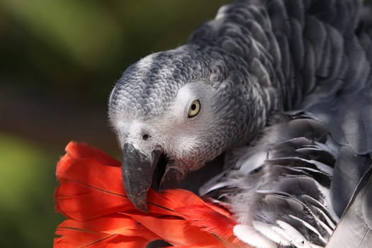 African grey parrot