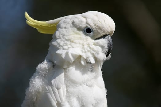 Yellow-crested cockatoo