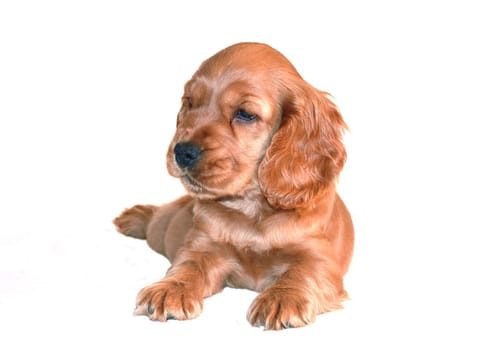 spaniel dog isolated on white background