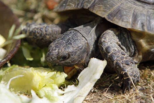 Greek tortoise