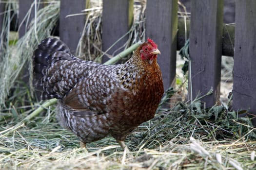 Chicken