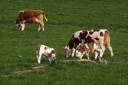 Happy cows