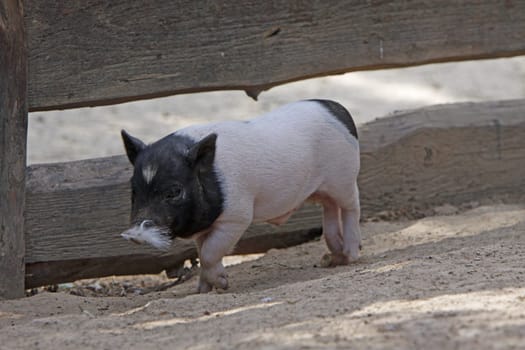 Piglets