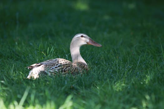 Runner ducks
