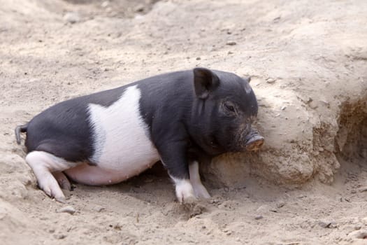 Piglets