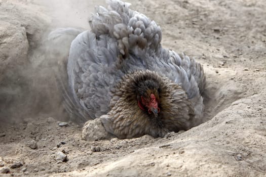 Brahma chicken in a sand bath