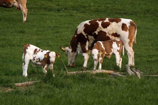 Happy cows