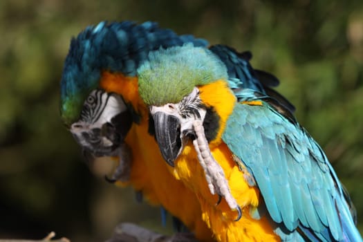 Yellow-breasted macaws