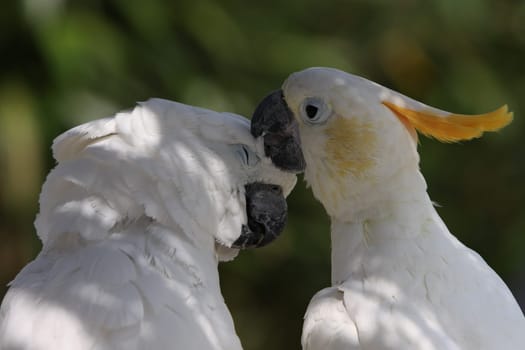 White-crested cockatoo and yellow-crested cockatoo