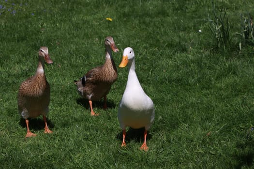 Runner ducks
