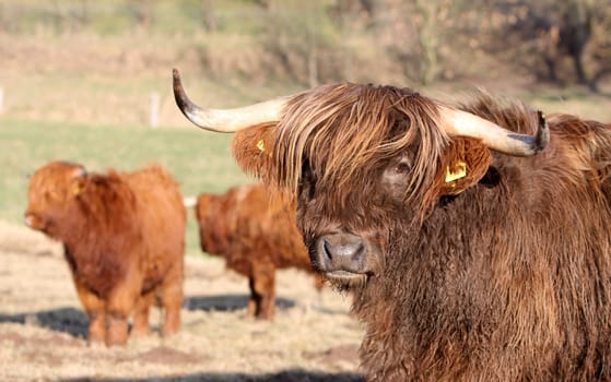 Scottish Highland cattle