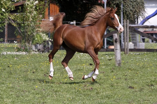 Galloping Arabian in a pasture