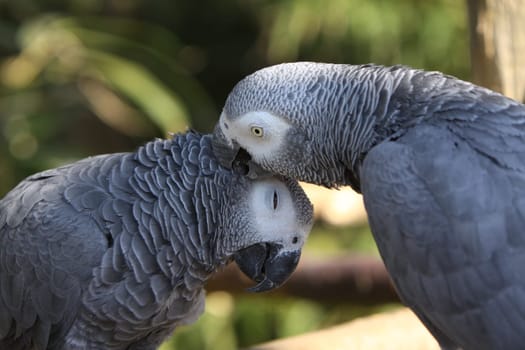 African grey parrots caring for their plumage