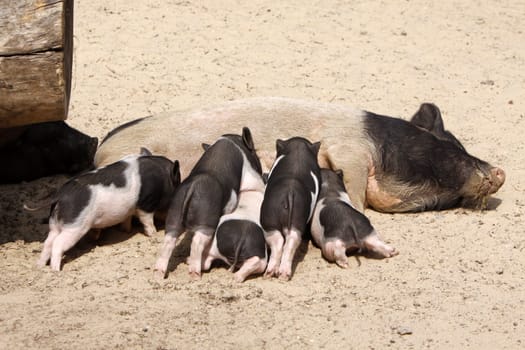 Sow with lactating piglets