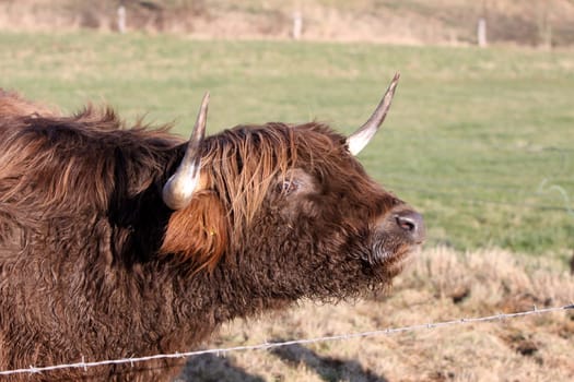 Highland cattle