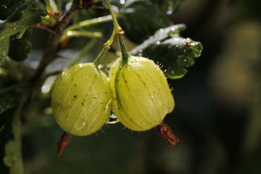 Gooseberries
