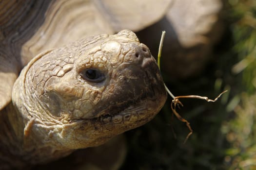 spurred tortoise