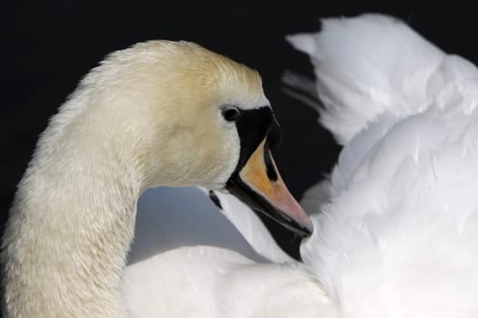 Mute swan