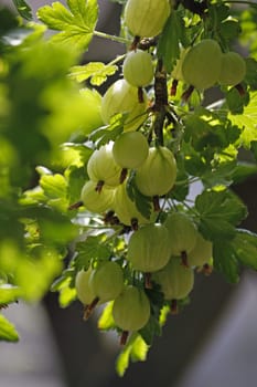 Gooseberries